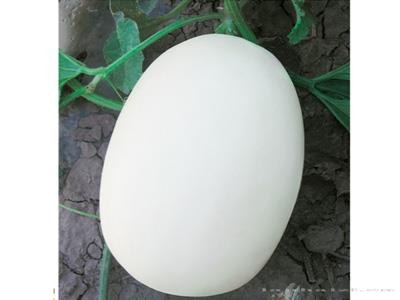高抗白蜜