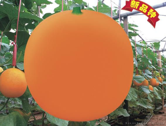 新蜜红
