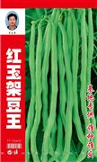 红玉架豆王——豆类系列