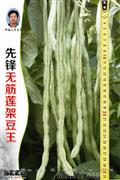 先锋无筋莲架豆王——豆类系列