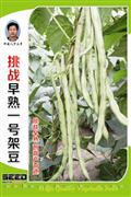 挑战早熟一号架豆——豆类系列
