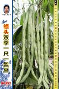 领头双季一尺一架豆——豆类系列