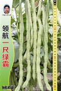 领航一尺绿霸——豆类系列