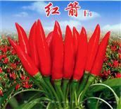 红箭