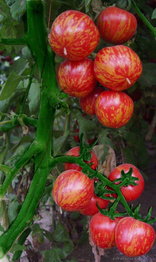 彩虹-西安市番茄研究所-蓝孩子农资招商网