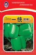 一统甜椒——甜椒系列