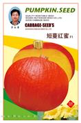 短蔓红蜜——南瓜系列