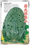 特大绿麻瓜——甜瓜系列