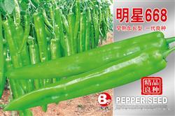 明星668——黄皮椒