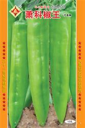 萧科椒王——黄皮椒
