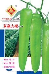 双赢大椒——黄皮椒