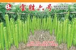 宝胜六号——黄皮椒
