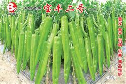 宝丰二号——黄皮椒