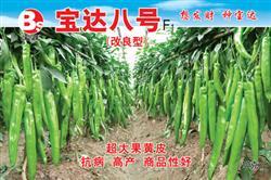 宝达八号——黄皮椒