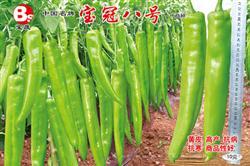 宝冠八号——尖椒