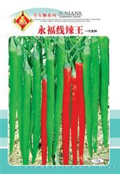 永福线辣王——线椒