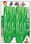卓越A——泡椒种子