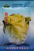 黄芽14 - 叶菜类