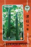 津旺14号 - 黄瓜类