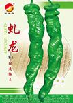 虬龙——螺丝椒种子
