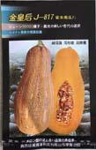 金皇后J-817蜜本南瓜 - 其他类