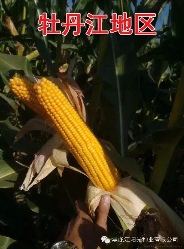 牡丹江稷秾18