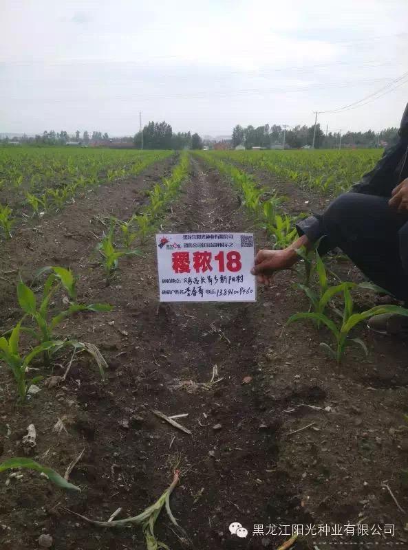  鸡西稷秾18
