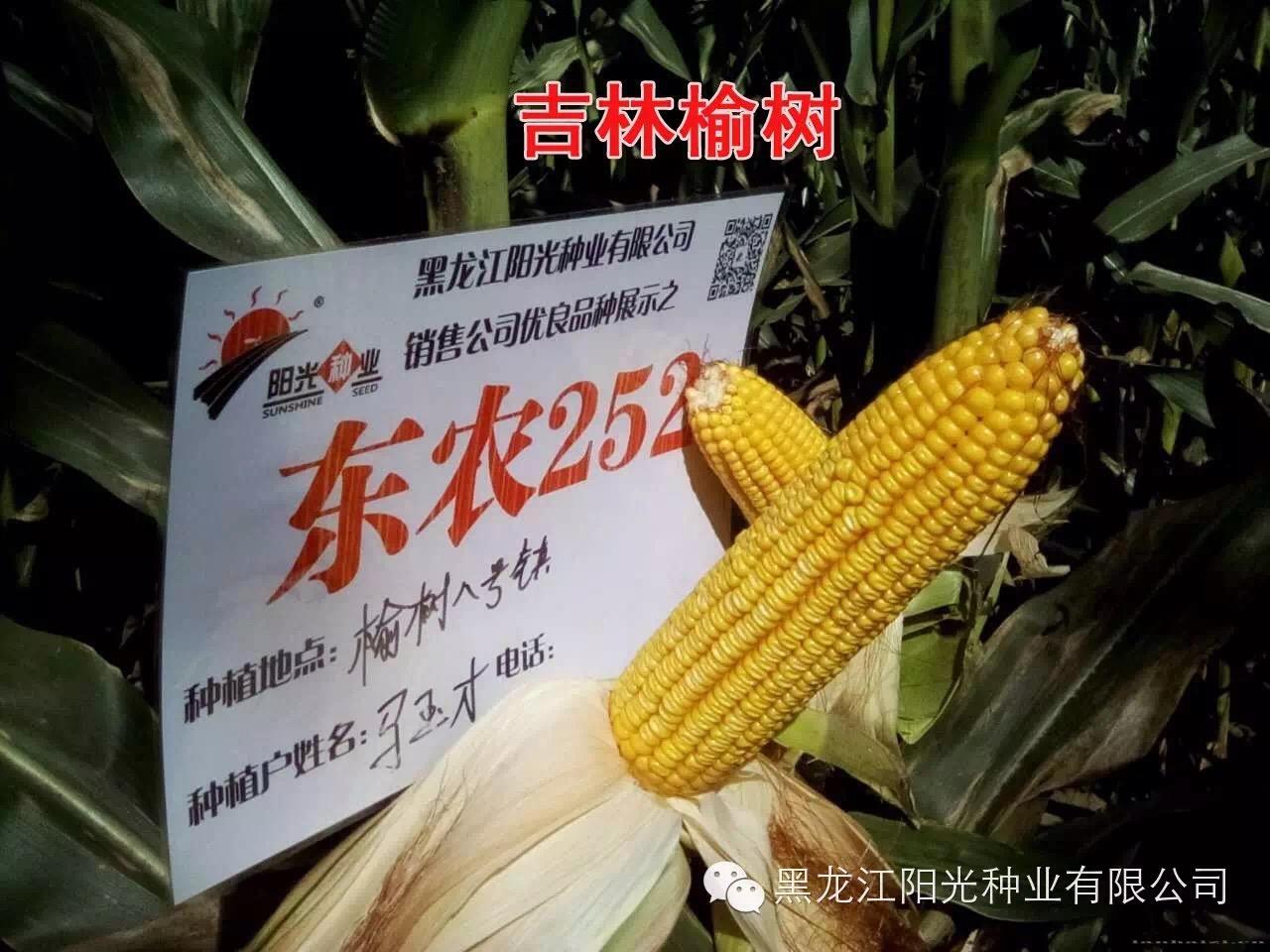 吉林榆树东农252