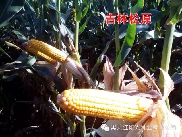 吉林松原东农252