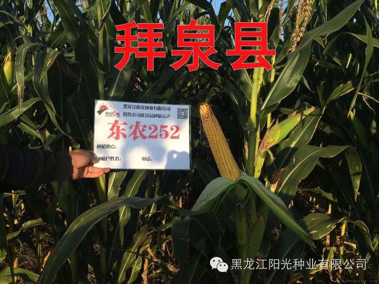 拜泉县东农252