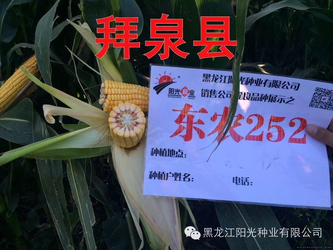 拜泉县东农252