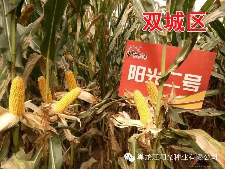双城阳光二号