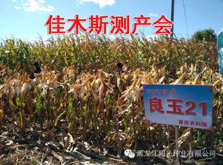 佳木斯良玉21