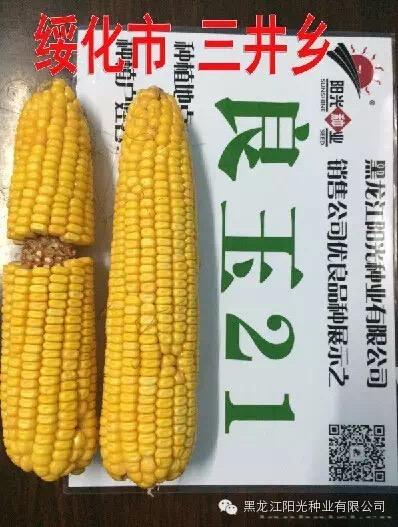 绥化良玉21