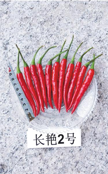 供应长艳2号—辣椒种子