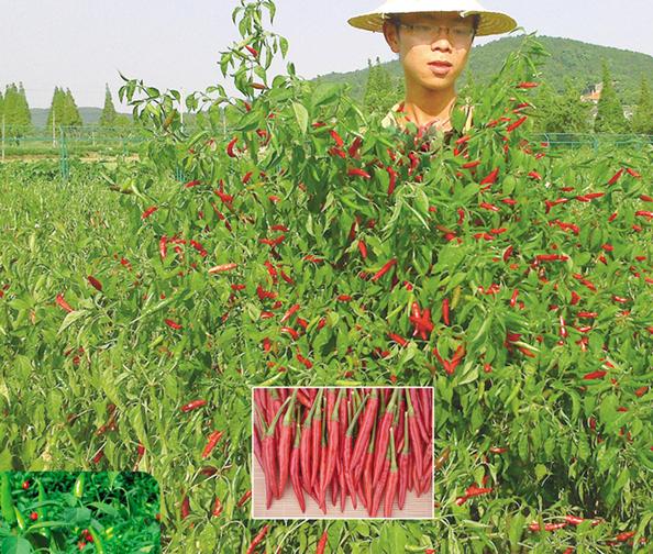 供应单身长崎—辣椒种子