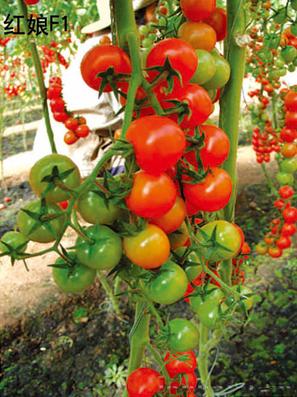 >> 红娘f1—番茄种子 [产品卖点] 红娘f1—番茄种子 产品类别:蔬菜