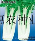 美国雪白实芹