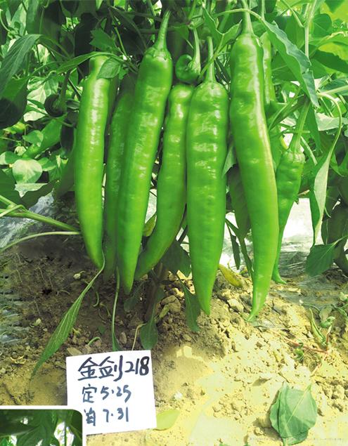 供应金剑218—辣椒种子 