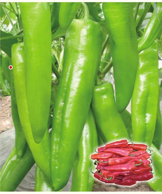 供应新亨椒1号—辣椒种子