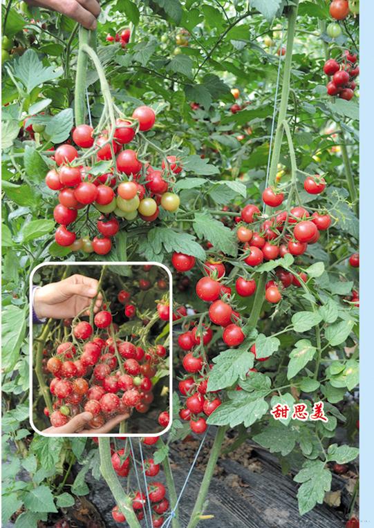 供应甜思美—番茄种子 