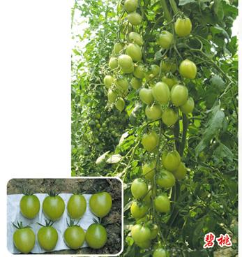 供应碧桃—番茄种子 