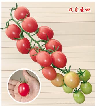 供应改良圣桃—番茄种子 