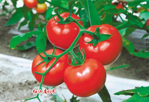 供应红江南6号—番茄种子 