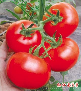 供应红江南5号—番茄种子 