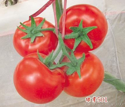 供应绿亨501—番茄种子 