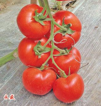 供应永盛—番茄种子 