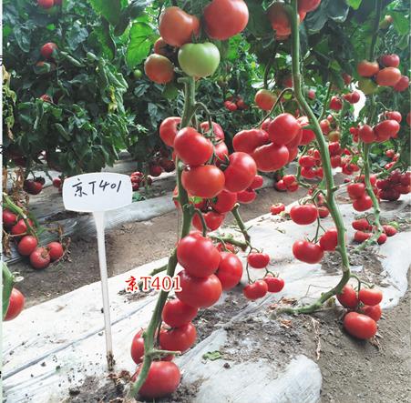 供应京T401 —番茄种子 