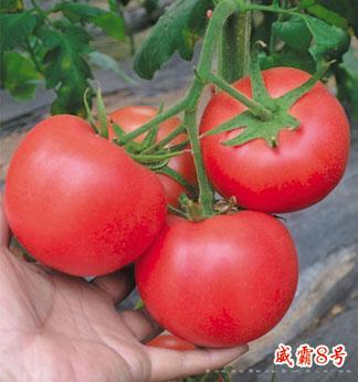 供应威霸8号—番茄种子 