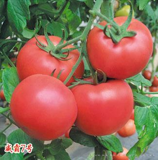 供应威霸7号—番茄种子 